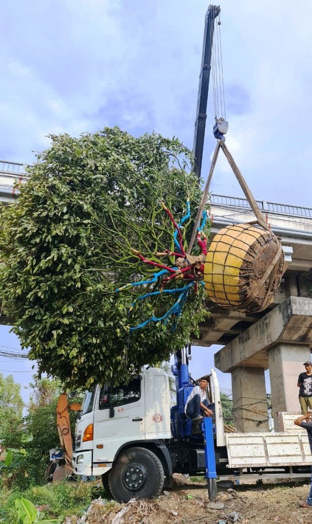 Hoa mắt với cây mai giá 1 tỷ đồng Hoa mat voi cay mai gia 1 ty dong