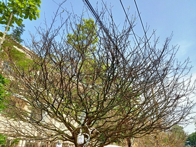 Hoa mắt với cây mai giá 1 tỷ đồng - Hình 7 Hoa mat voi cay mai gia 1 ty dong-Hinh-7