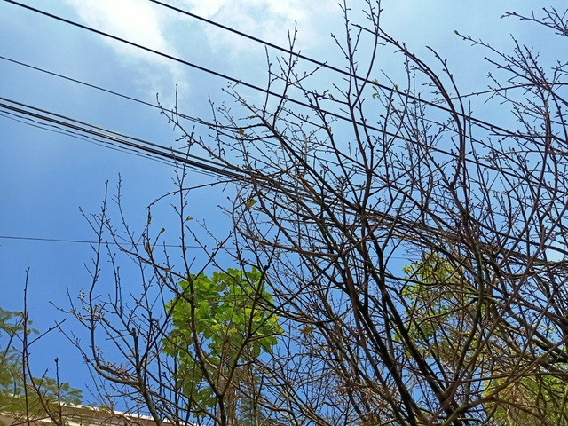 Hoa mắt với cây mai giá 1 tỷ đồng - Hình 6 Hoa mat voi cay mai gia 1 ty dong-Hinh-6