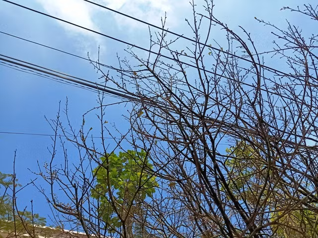 Hoa mat voi cay mai gia 1 ty dong-Hinh-6