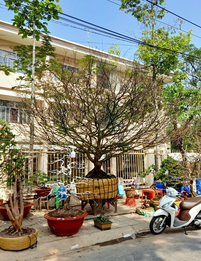 Hoa mắt với cây mai giá 1 tỷ đồng - Hình 2 Hoa mat voi cay mai gia 1 ty dong-Hinh-2