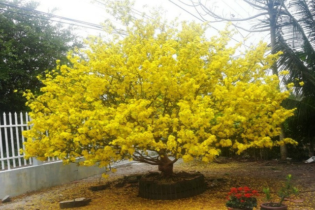 Hoa mắt với cây mai giá 1 tỷ đồng - Hình 9 Hoa mat voi cay mai gia 1 ty dong-Hinh-9