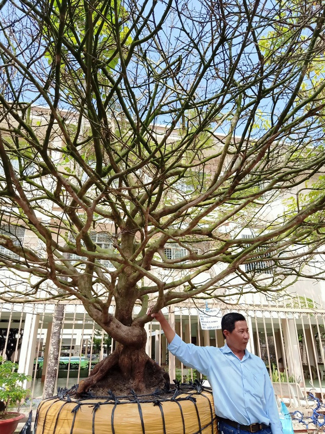 Hoa mắt với cây mai giá 1 tỷ đồng - Hình 8 Hoa mat voi cay mai gia 1 ty dong-Hinh-8