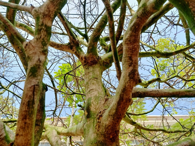 Hoa mắt với cây mai giá 1 tỷ đồng - Hình 4 Hoa mat voi cay mai gia 1 ty dong-Hinh-4