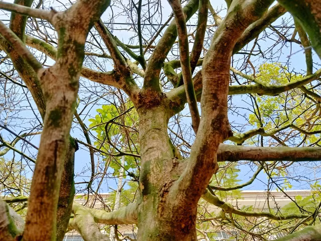 Hoa mat voi cay mai gia 1 ty dong-Hinh-4