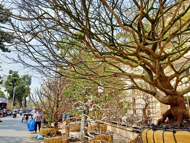 Hoa mat voi cay mai gia 1 ty dong-Hinh-5