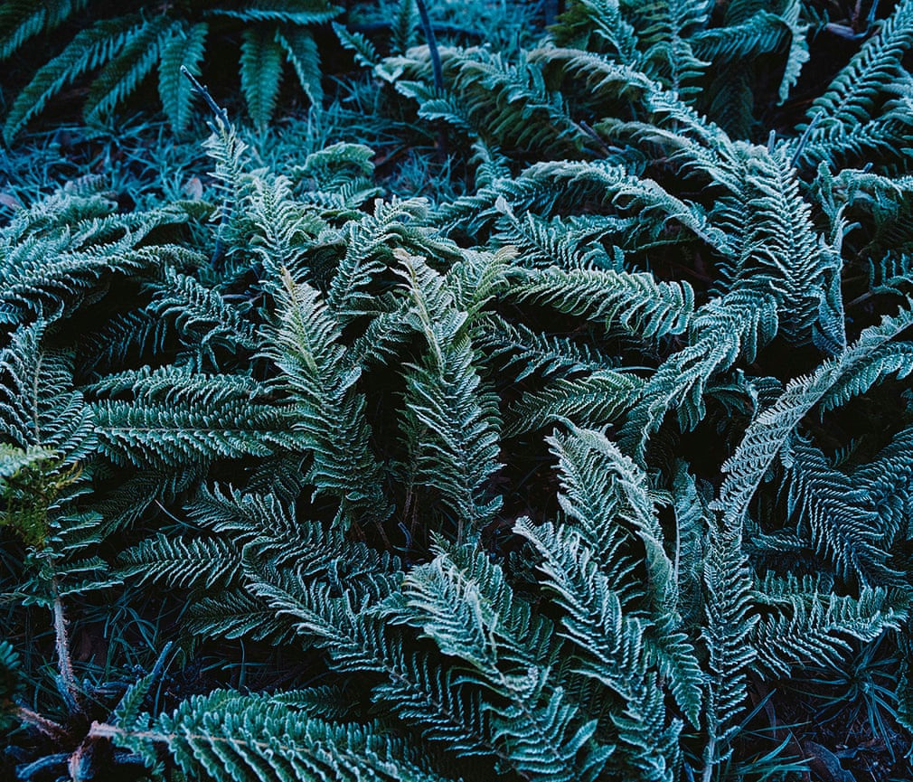 "Mùa hè đen" kéo dài từ tháng 6/2019 tới tháng 5/2020 đã chứng kiến nhiều vụ cháy rừng dữ dội trên khắp Australia. Nhiếp ảnh gia Tom Godner đã lưu lại sự biến đổi của cảnh quan thiên nhiên sau vụ cháy. Trong ảnh, những cây dương xỉ "tái sinh" giữa đống tro phủ đầy tuyết lạnh.