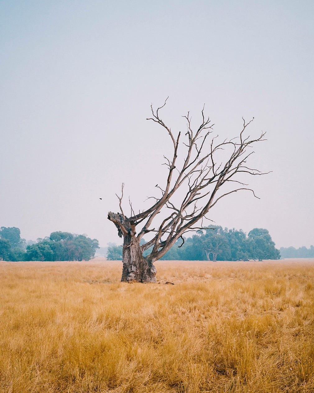 Một cây chết ở vườn quốc gia Kosciuszko khi những đám cháy vào giai đoạn đỉnh điểm hồi đầu năm 2020.