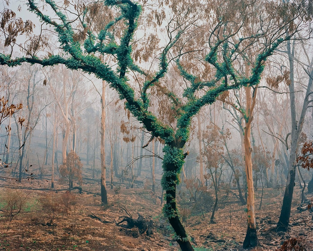 Sự tái sinh trên một thân cây bạch đàn trơ trọi.