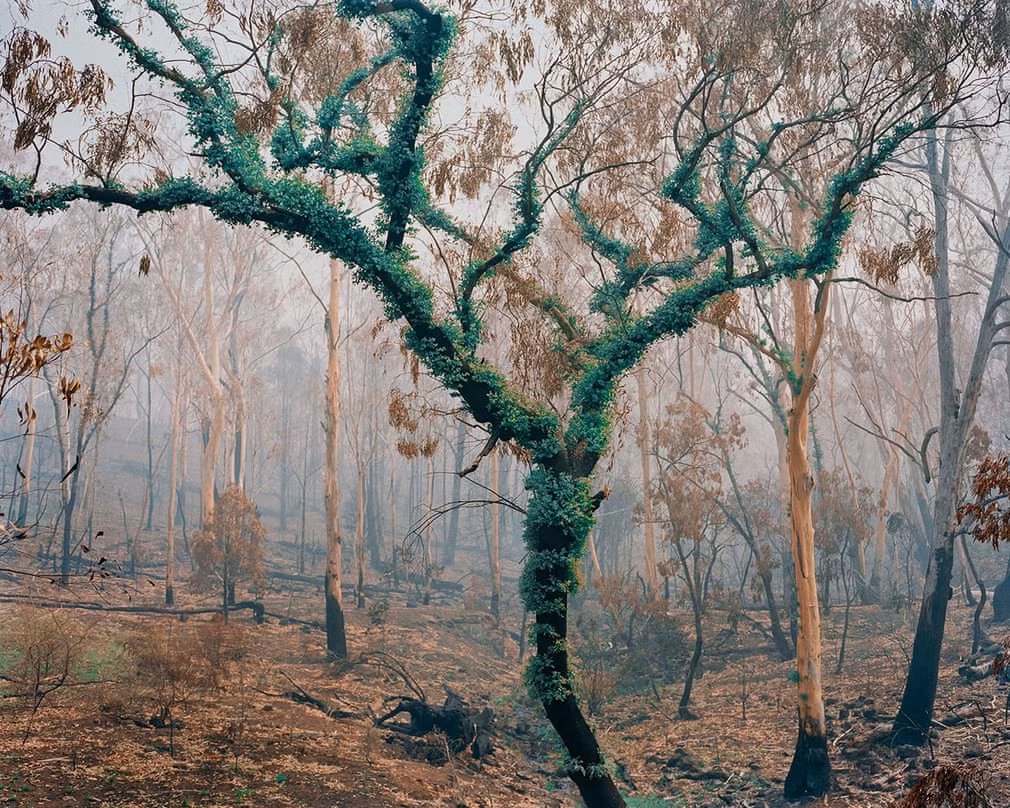 Sự tái sinh trên một thân cây bạch đàn trơ trọi.