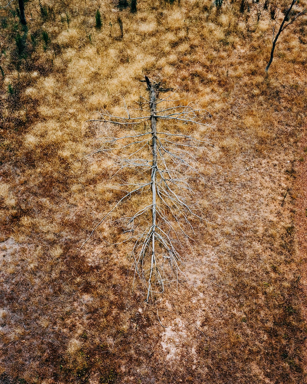 "Bộ xương" của một cái cây chết nằm giữa bãi cỏ vàng ở Bonnie Doon, Victoria. Năm 2019, nửa phía nam Australia trải qua những tháng ngày khô hạn do các trận cháy rừng xảy ra liên tục.