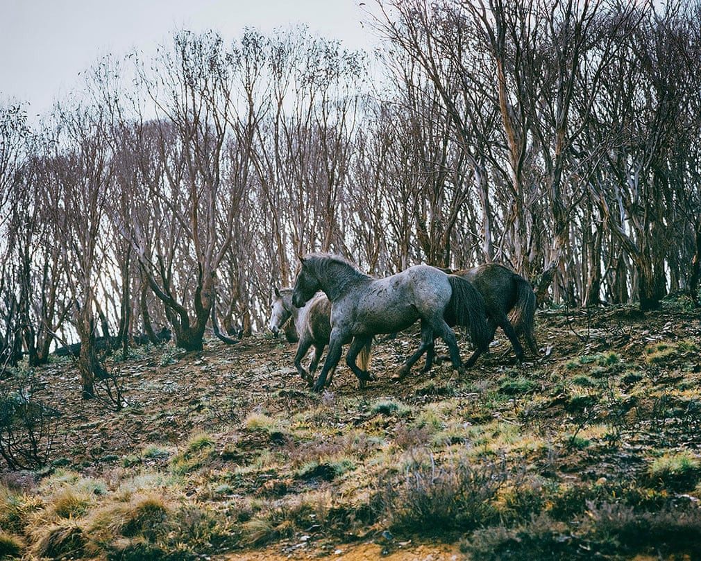 Những con ngựa hoang bên trong vườn quốc gia Kosciuszko, nơi đã trở nên tang hoang vì các vụ cháy rừng.