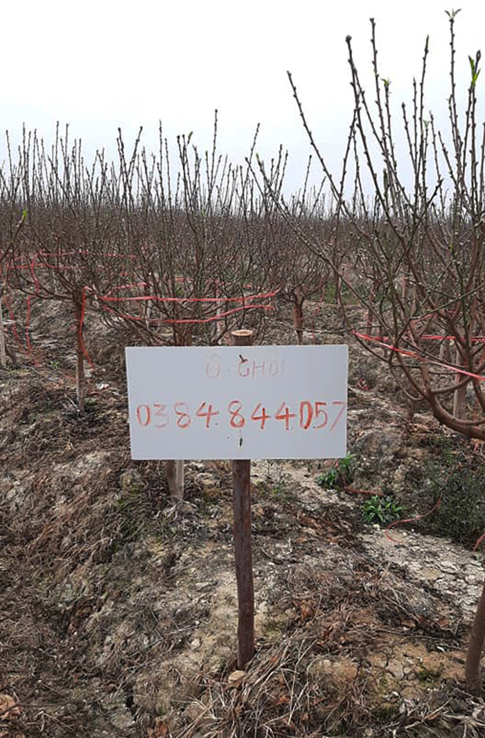 COVID-19 : Lang dao Hai Duong keu cuu-Hinh-5