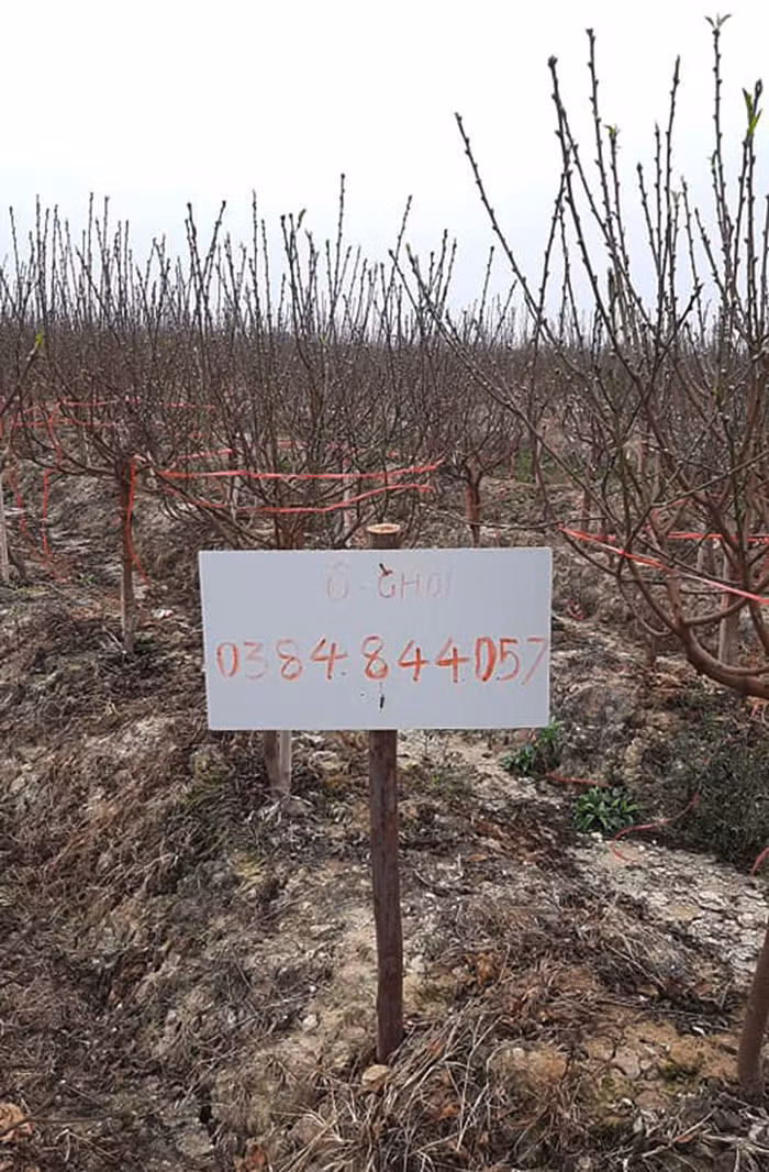 COVID-19 : Lang dao Hai Duong keu cuu-Hinh-5