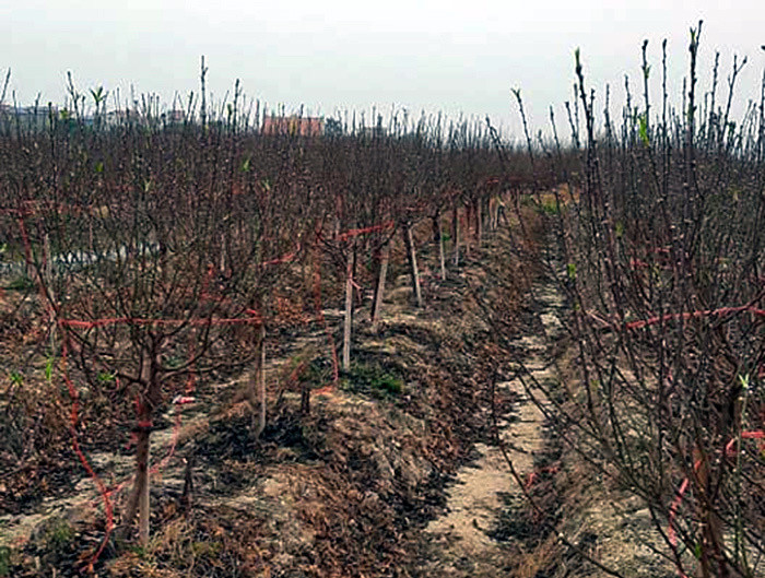 COVID-19 : Lang dao Hai Duong keu cuu-Hinh-4