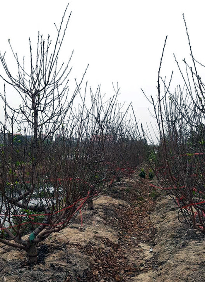 COVID-19 : Lang dao Hai Duong keu cuu-Hinh-2