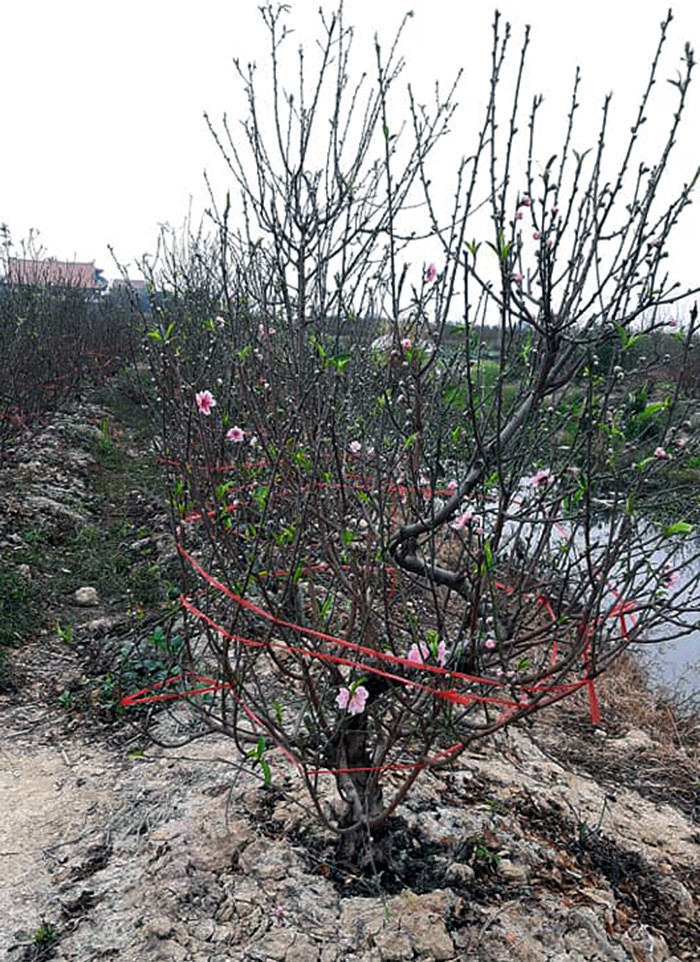 COVID-19 : Lang dao Hai Duong keu cuu