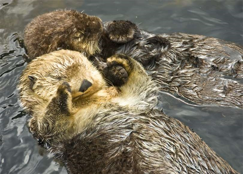 Bạn có biết rằng những chú rái cá biển thường nắm tay nhau khi ngủ? Lý do đằng sau tập tính đáng yêu của loài động vật này là bởi thỉnh thoảng những con rái cá biển ngủ trên mặt nước nên chúng phải nắm tay nhau để tránh bị trôi khỏi đàn.