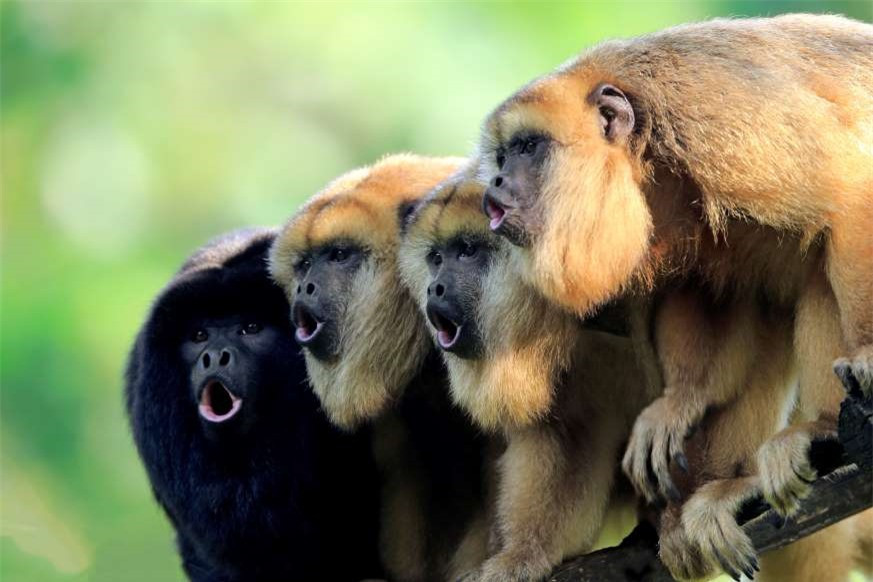 Đúng như cái tên, những con khỉ rú là một trong những loài động vật ồn ào nhất trên mặt đất. Tiếng kêu của chúng có thể được nghe thấy từ khoảng cách xa tới 2,8 km.