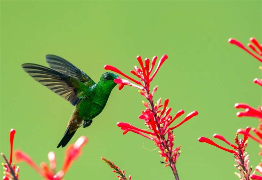 Chim ruồi là loài chim duy nhất có thể bay ngược lại, bay ngang, lao từ trên xuống và chao liệng. Tuy nhiên, một điều nó không thể làm là đi bộ do đôi chân quá ngắn.