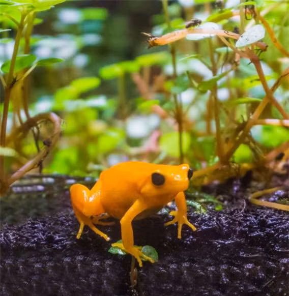 Đừng để vẻ ngoài đáng yêu và bắt mắt của những con ếch vàng khiến bạn bị mê hoặc bởi nọc độc của một con ếch này đã đủ giết chết 10 người trưởng thành.