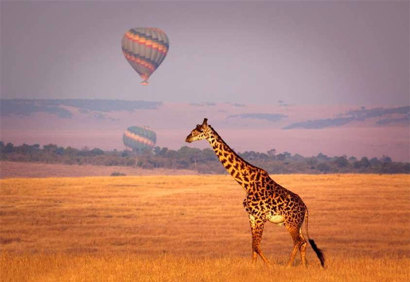 Hươu cao cổ có thể ăn tới 45 kg lá và cành cây nhỏ trong một ngày. Chế độ ăn này không chỉ giúp chúng hết đói mà còn làm giảm những cơn khát. Vì thế, hươu cao cổ vài ngày mới uống nước một lần.