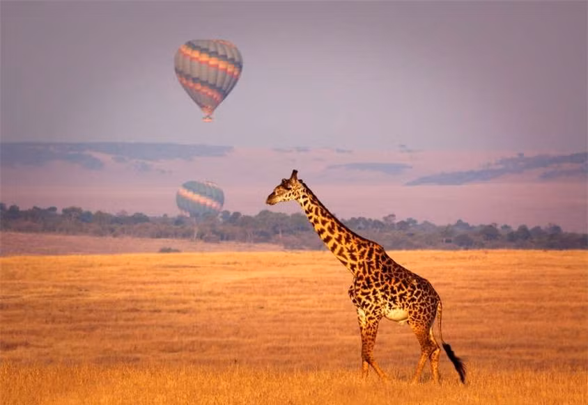 Hươu cao cổ có thể ăn tới 45 kg lá và cành cây nhỏ trong một ngày. Chế độ ăn này không chỉ giúp chúng hết đói mà còn làm giảm những cơn khát. Vì thế, hươu cao cổ vài ngày mới uống nước một lần.