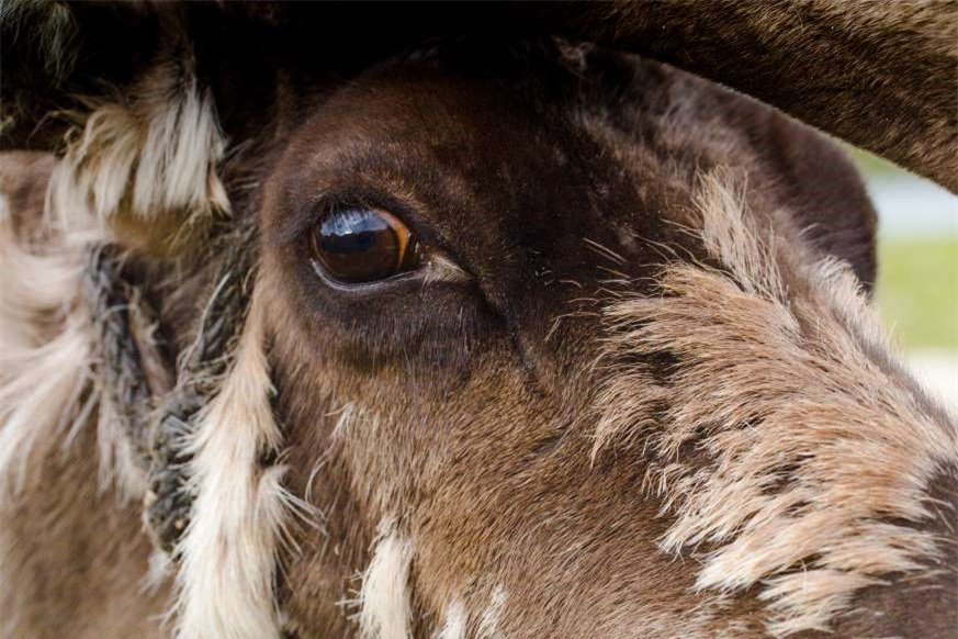 Mắt tuần lộc thay đổi màu sắc theo mùa, từ màu vàng khi mùa hè đến thành màu xanh da trời vào mùa đông.