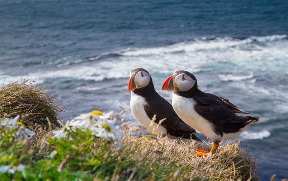 Khi những chú chim hải âu cổ rụt Đại Tây Dương 3 - 5 tuổi, chúng sẽ chọn bạn đời của mình. Được biết tới là "những chú hề của biển khơi", những chú chim non đáng yêu này tìm kiếm người bạn đời tiềm năng của mình dựa trên màu sắc mỏ chim.