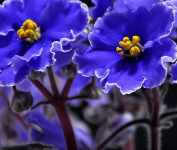 Ai sinh vao ngay am lich nay, tu giua thang 9, may man het phan thien ha-Hinh-3