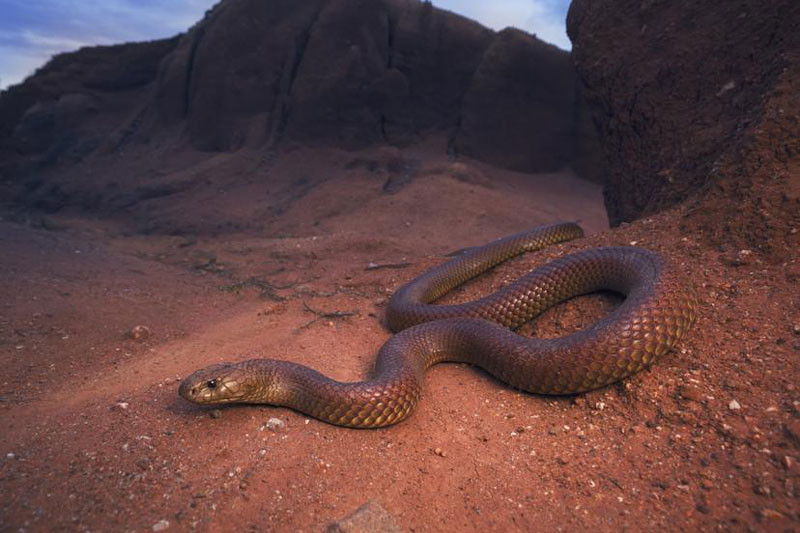 Lẻn vào phòng ngủ, tung "cú đớp tử thần", loài rắn này độc cỡ nào? - Hình 2 Len vao phong ngu, tung