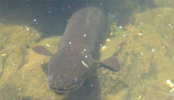 3. Lươn vây dài: Có nguồn gốc từ New Zealand và Úc, những con lươn này thường sống đến 60 tuổi, con lươn sống lâu nhất được ghi nhận là 106 tuổi!Giống như cá mập xanh, những con cá này phát triển rất chậm, đó là lý do tại sao chúng có thể sống lâu như vậy.