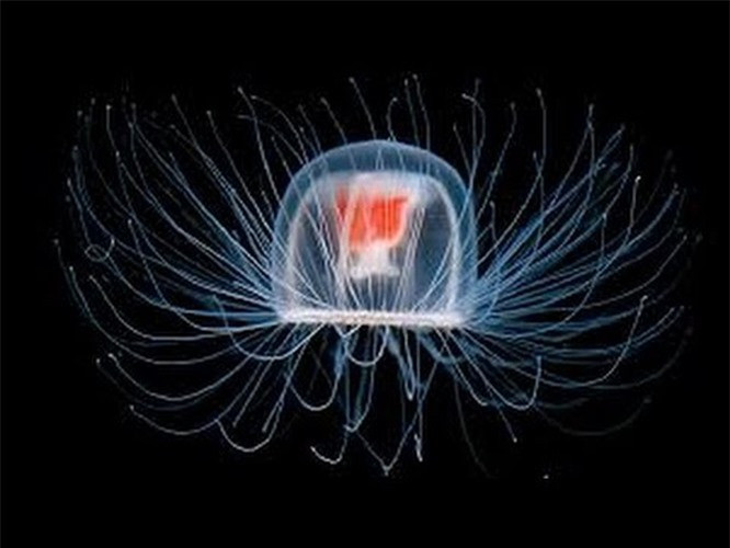 10. Sứa bất tử: Sứa bất tử (tên khoa học là “Turritopsis dohrnii”) sinh sống trong vùng biển Địa Trung Hải, bất cứ khi nào bị chấn thương hoặc “stress” chúng sẽ ngay lập tức trở lại hình dáng ban đầu như một “bé” sứa non mới sinh ra thông qua quá trình chuyển biệt hóa (transdifferentiation), tức là, lúc này, cơ thể sứa sẽ tự tái tạo tế bào và các mô cơ thể hoàn toàn mới. Với đặc tính như vậy nên về mặt sinh học, loài sứa này sẽ sống mãi mãi. Nhưng sự thật thì chúng vẫn sẽ chết khi bị ăn thịt giống như những loài động vật khác.