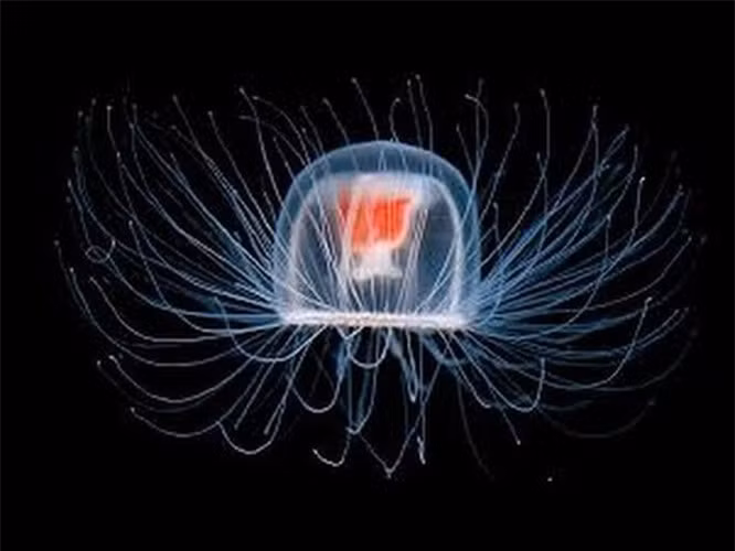 10. Sứa bất tử: Sứa bất tử (tên khoa học là “Turritopsis dohrnii”) sinh sống trong vùng biển Địa Trung Hải, bất cứ khi nào bị chấn thương hoặc “stress” chúng sẽ ngay lập tức trở lại hình dáng ban đầu như một “bé” sứa non mới sinh ra thông qua quá trình chuyển biệt hóa (transdifferentiation), tức là, lúc này, cơ thể sứa sẽ tự tái tạo tế bào và các mô cơ thể hoàn toàn mới. Với đặc tính như vậy nên về mặt sinh học, loài sứa này sẽ sống mãi mãi. Nhưng sự thật thì chúng vẫn sẽ chết khi bị ăn thịt giống như những loài động vật khác.