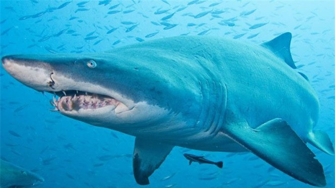8. Cá mập xanh: Những con cá mập này có thể đạt đến độ tuổi 200 năm mặc dù một cá thể được tìm thấy đã 400 tuổi - khiến nó trở thành động vật có xương sống lâu đời nhất trên thế giới. Chúng sống rất lâu vì chúng phát triển rất chậm. Chúng phát triển khoảng 1cm mỗi năm và đạt đến độ tuổi già khi khoảng 100 tuổi.