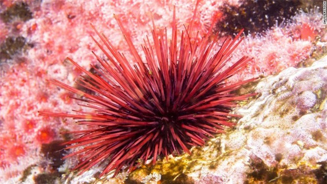 1. Nhím biển đỏ: Nhím biển đỏ được cho là gần như bất tử.Chúng được tìm thấy ở vùng nước nông của Thái Bình Dương dọc theo Bờ Tây của Bắc Mỹ.Những sinh vật nhỏ bé, gai góc này đã được biết đến có thể sống hơn 200 năm. 