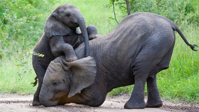 5. Voi châu Phi: Những động vật trên cạn lớn nhất còn sống sót này có tuổi thọ trung bình 70 năm và một nghiên cứu gần đây của Zimbabwe đã phát hiện ra rằng những con voi cái châu Phi có thể có khả năng sinh sản cho đến khi chúng chết!