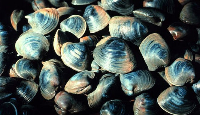 9. Ngao Arctica islandica: Loài ngao này sinh sống ở vùng biển Đại Tây Dương. Một số cá thể ngao được thu thập đã hơn 400 năm tuổi. Tuổi thọ cao nhất đối với loài này là507 năm– thuộc về một con ngao có tên Ming. Cái tên “Ming” này của nó được đặt theo thời nhà Minh.