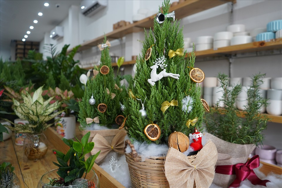 Cây tùng ở một cửa hàng trên quận 3 được trang trí theo xu hướng tự nhiên, thiên nhiên như lát cam, lát chanh, thông khô, quả bí ngô, khúc gỗ.