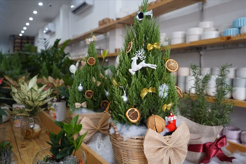 Cây tùng ở một cửa hàng trên quận 3 được trang trí theo xu hướng tự nhiên, thiên nhiên như lát cam, lát chanh, thông khô, quả bí ngô, khúc gỗ.