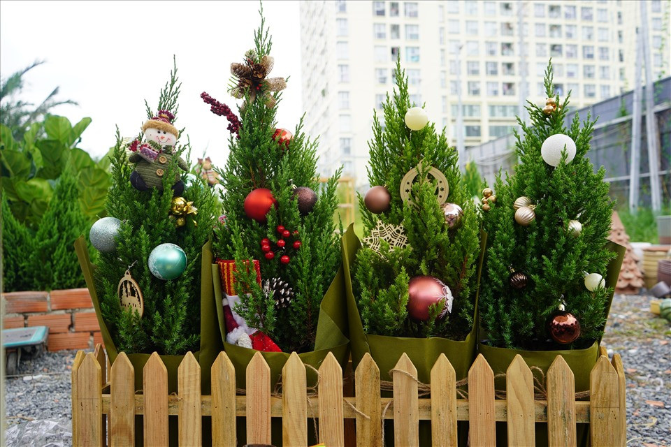 Các cửa hàng hoa đã nhập cây thông, cây sơn tùng với số lượng lớn, chuẩn bị những mẫu thiết kế trang trí sẵn với đủ các kích thước, combo... để cho khách hàng lựa chọn.