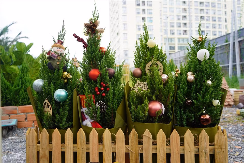 Các cửa hàng hoa đã nhập cây thông, cây sơn tùng với số lượng lớn, chuẩn bị những mẫu thiết kế trang trí sẵn với đủ các kích thước, combo... để cho khách hàng lựa chọn.