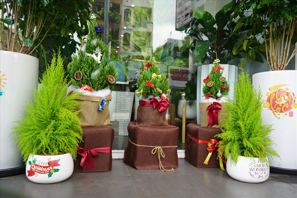 Một số cửa hàng hoa trên đường Võ Thị Sáu, quận 3, TPHCM đã nhập thông thật, sơn tùng và bắt đầu trang trí theo yêu cầu của khách. Anh Phạm Hoàng Thái Dương - quản lý chuỗi cửa hàng hoa cho biết, dự kiến bắt đầu từ đầu tháng 12 các đơn hàng sẽ đến nhiều nhất, trong tuần này cửa hàng đang chuẩn bị sẵn các mẫu mã để trưng bày cho khách lựa chọn.