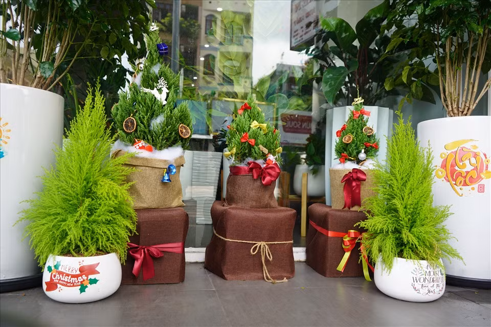 Một số cửa hàng hoa trên đường Võ Thị Sáu, quận 3, TPHCM đã nhập thông thật, sơn tùng và bắt đầu trang trí theo yêu cầu của khách. Anh Phạm Hoàng Thái Dương - quản lý chuỗi cửa hàng hoa cho biết, dự kiến bắt đầu từ đầu tháng 12 các đơn hàng sẽ đến nhiều nhất, trong tuần này cửa hàng đang chuẩn bị sẵn các mẫu mã để trưng bày cho khách lựa chọn.