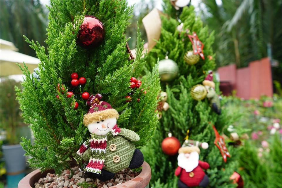 Ở vườn của chị Khanh, giá của các cây sơn tùng chưa trang trí dao động từ 150.000 đồng - 1,2 triệu đồng/cây tùy kích cỡ dao động từ 60cm đến 2m, phí trang trí 200.000 đồng - 1 triệu đồng/cây.