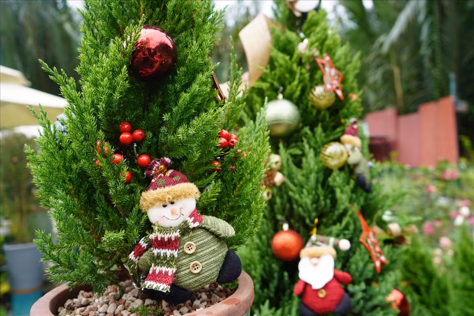 Ở vườn của chị Khanh, giá của các cây sơn tùng chưa trang trí dao động từ 150.000 đồng - 1,2 triệu đồng/cây tùy kích cỡ dao động từ 60cm đến 2m, phí trang trí 200.000 đồng - 1 triệu đồng/cây.