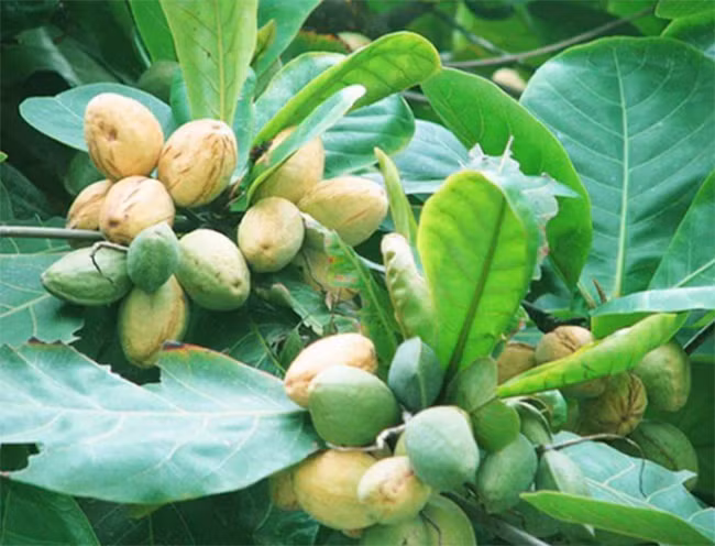 Thu qua truoc rung day san khong ai them, nay la dac san nua trieu/kg