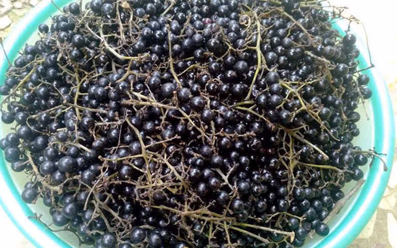 "Nho này rất sai quả, mỗi chùm có thể nặng từ 2-3kg, khi xanh ăn chua lắm, thậm chí còn bị ngứa ở cuống họng và có vị chát nhưng rất thơm. Khi chín, từng chùm nho trĩu quả từ màu xanh chuyển sang màu đỏ thẫm và tím đậm, đỡ chua hơn và có vị ngọt lợ lợ được người dân dùng làm thuốc hoặc ngâm rượu uống" - một tiểu thương cho hay. Chị này cũng cho biết, giá nho rừng lúc nào cũng vững, không bị trồi sụt như các loại nho khác trên thị trường.