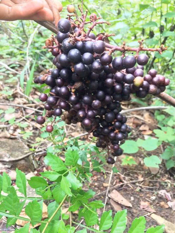 Nho rừng thuộc dạng cây dây leo có sức sống mãnh liệt, mùa khô nó co mình lại, mùa mưa phát triển tốt tươi và đơm bông kết trái, cho thu hoạch quả chín từ tháng 8 đến tháng 10 dương lịch.