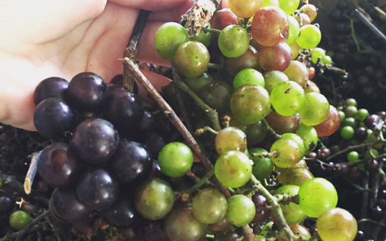 Chị Trần Phương (Hà Đông, Hà Nội) chia sẻ, nho rừng Tây Bắc quả xanh ăn chua, còn quả chín thì có vị chua ngọt mới đúng là kiểu nho rừng Tây Bắc chuẩn xịn. Và để về ngâm rượu với ngâm đường làm siro sẽ cho được vị hoàn hảo.